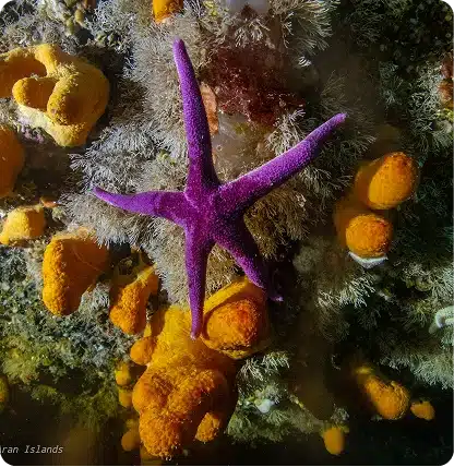 A vibrant purple starfish rests on a rocky underwater surface among clusters of bright orange sponges and soft, fuzzy coral, creating a colorful marine scene.