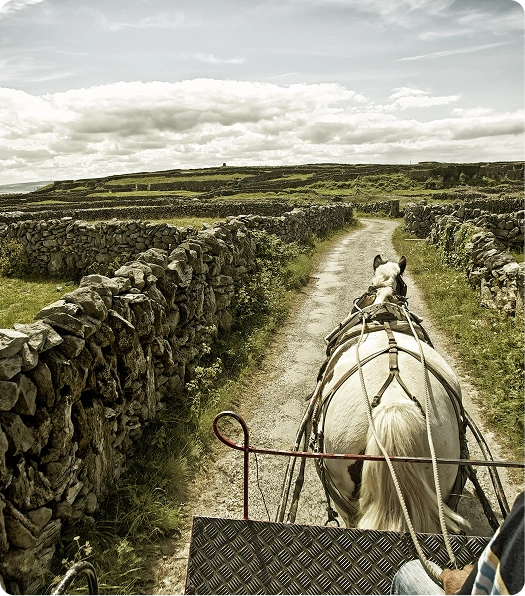 A view from a carriage behind a white horse on a narrow gravel path, bordered by stone walls and green fields under a partly cloudy sky.